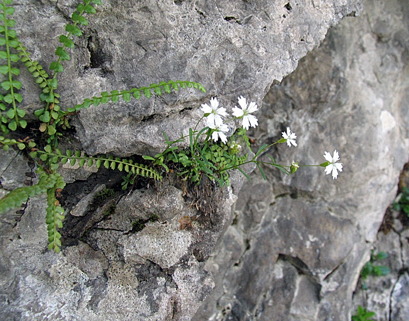 Silene pusilla (=quadridentata) / Silene delle fonti